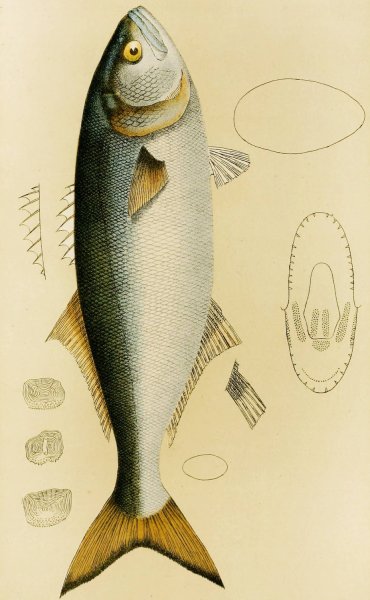Fishes VIII  by Frederick Mccoy - Hand-Painted Oil Painting Reproduction