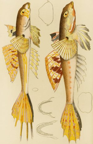 Fishes X Oil painting by Frederick Mccoy