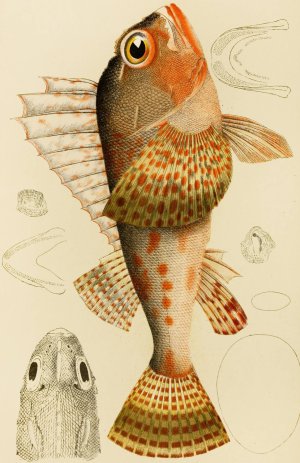 Fishes XI by Frederick Mccoy Oil Painting