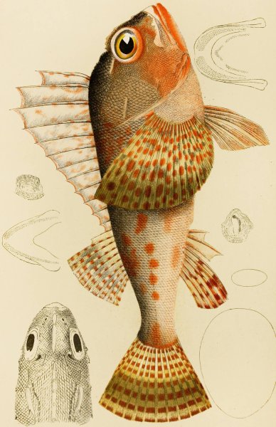 Main Product Photo of Fishes XI  Painting by Frederick Mccoy