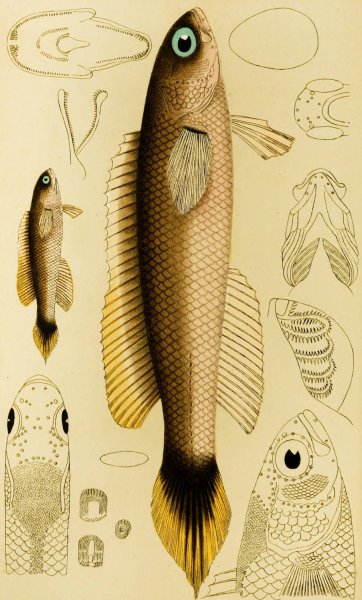 Main Product Photo of Fishes XII  Painting by Frederick Mccoy