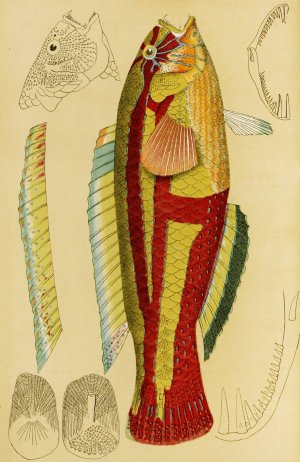 Fishes XIII by Frederick Mccoy Oil Painting