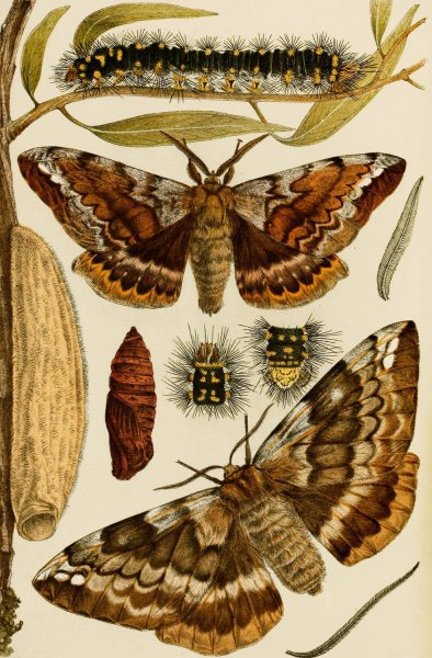 Insects I  by Frederick Mccoy - Hand-Painted Oil Painting Reproduction