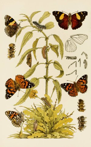 Insects II by Frederick Mccoy Oil Painting
