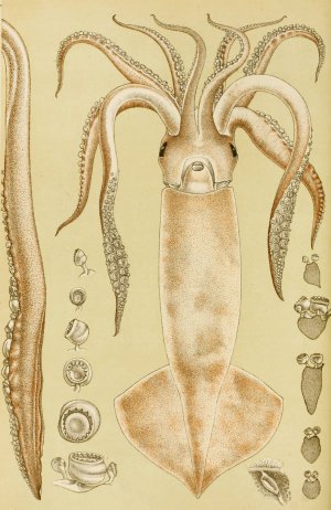 Mollusca I by Frederick Mccoy Oil Painting