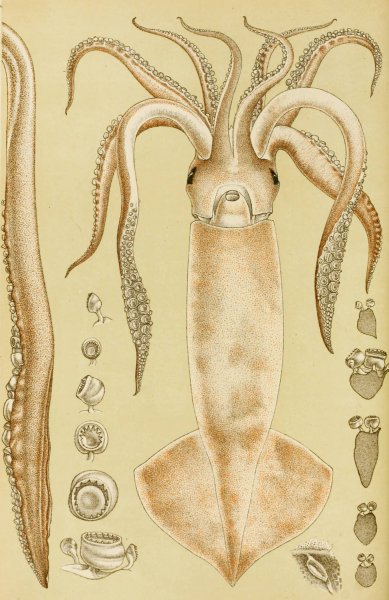 Main Product Photo of Mollusca I  Painting by Frederick Mccoy