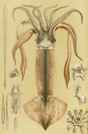 Mollusca II by Frederick Mccoy Oil Painting