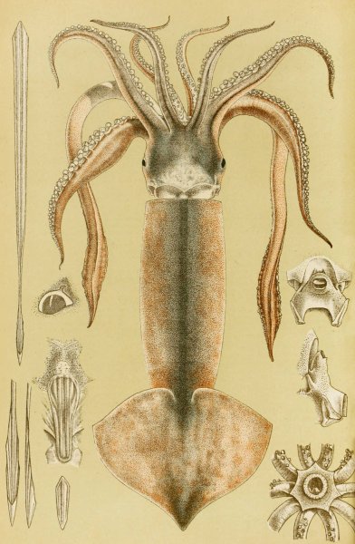 Main Product Photo of Mollusca II  Painting by Frederick Mccoy
