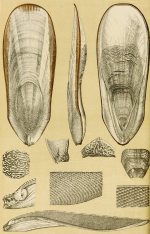 Mollusca III by Frederick Mccoy Oil Painting