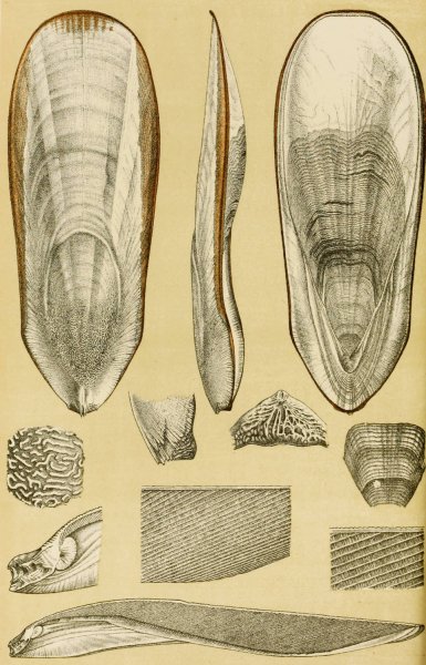 Main Product Photo of Mollusca III  Painting by Frederick Mccoy