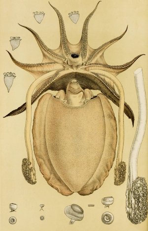 Mollusca IV Oil painting by Frederick Mccoy