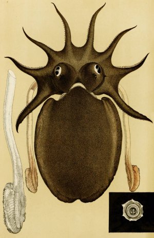 Mollusca V by Frederick Mccoy Oil Painting