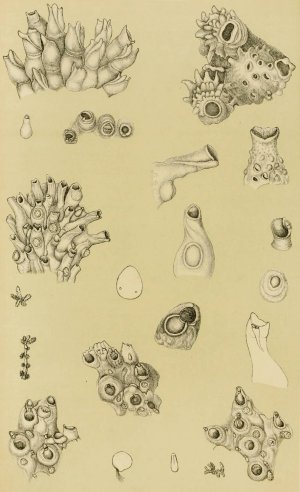 Polyzoa I by Frederick Mccoy Oil Painting