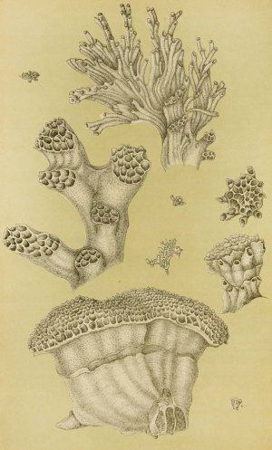 Polyzoa II Oil painting by Frederick Mccoy
