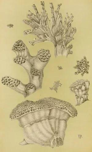 Polyzoa II by Frederick Mccoy Oil Painting