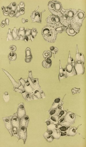 Polyzoa IV by Frederick Mccoy Oil Painting