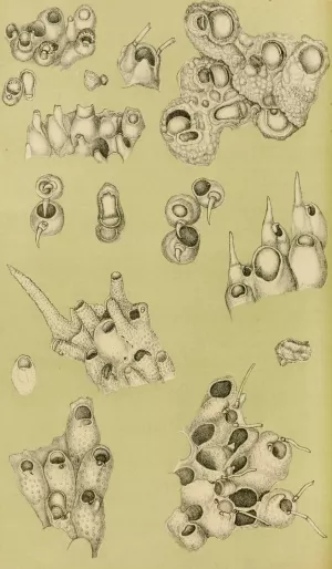 Polyzoa IV by Frederick Mccoy Oil Painting
