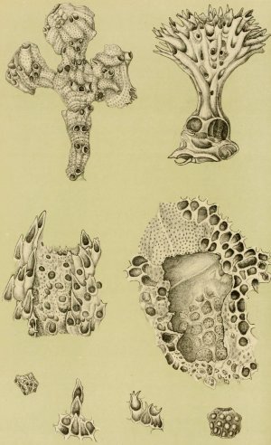 Polyzoa IX by Frederick Mccoy Oil Painting