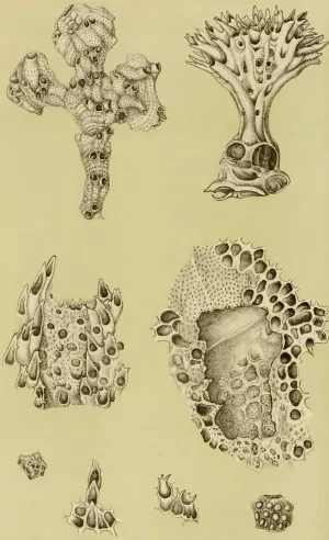 Polyzoa IX by Frederick Mccoy Oil Painting