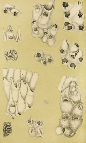 Polyzoa VI by Frederick Mccoy Oil Painting