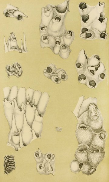 Main Product Photo of Polyzoa VI  Painting by Frederick Mccoy