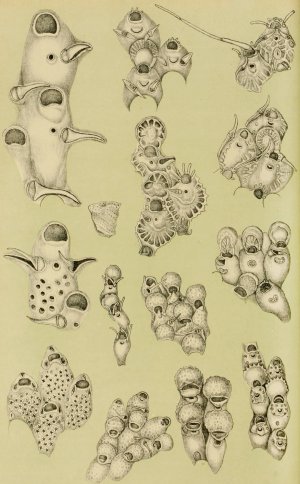 Polyzoa VIII by Frederick Mccoy Oil Painting