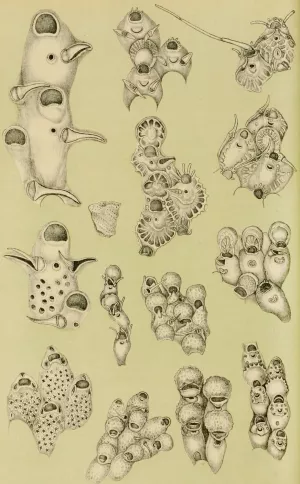 Polyzoa VIII by Frederick Mccoy Oil Painting