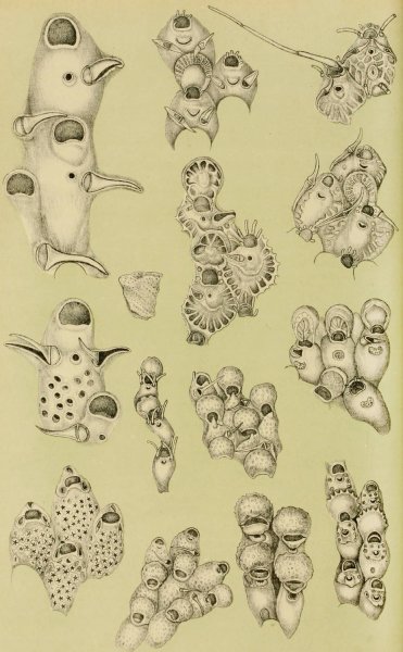 Main Product Photo of Polyzoa VIII  Painting by Frederick Mccoy