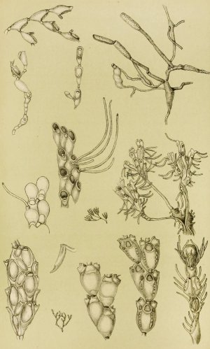 Polyzoa XI by Frederick Mccoy Oil Painting