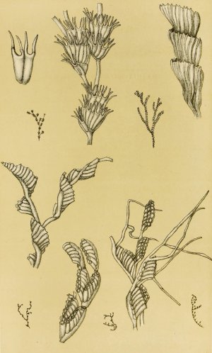 Polyzoa XII by Frederick Mccoy Oil Painting