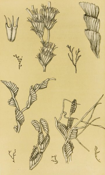 Main Product Photo of Polyzoa XII  Painting by Frederick Mccoy