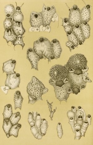 Polyzoa XIV by Frederick Mccoy Oil Painting