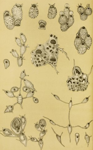 Polyzoa XV by Frederick Mccoy Oil Painting