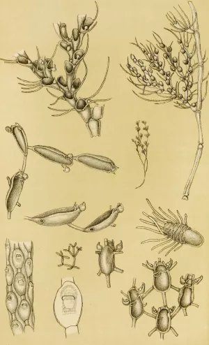 Polyzoa XVI Oil painting by Frederick Mccoy