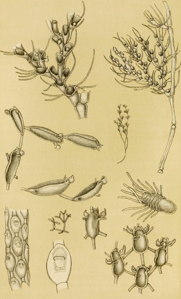 Main Product Photo of Polyzoa XVI  Painting by Frederick Mccoy