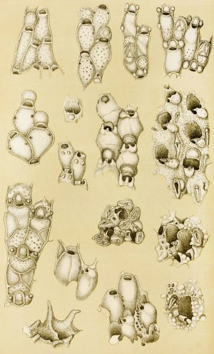 Polyzoa XVII by Frederick Mccoy Oil Painting