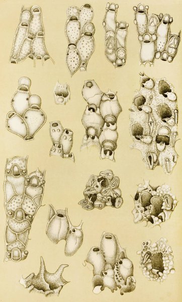 Main Product Photo of Polyzoa XVII  Painting by Frederick Mccoy