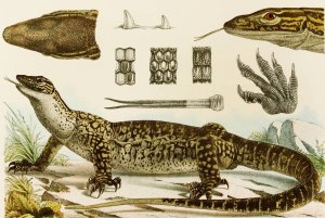 Reptiles I by Frederick Mccoy Oil Painting