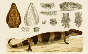 Reptiles VI by Frederick Mccoy Oil Painting