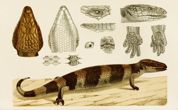 Main Product Photo of Reptiles VI  Painting by Frederick Mccoy