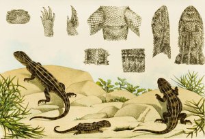 Reptiles VII by Frederick Mccoy Oil Painting