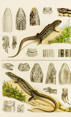 Reptiles VIII by Frederick Mccoy Oil Painting