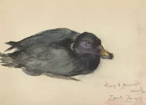 Zwarte zee-eend Oil painting by Frederika Henriette Broeksmit