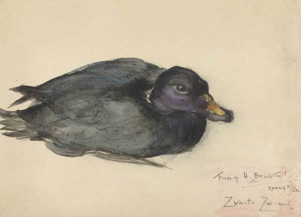Main Product Photo of Zwarte zee-eend  Painting by Frederika Henriette Broeksmit