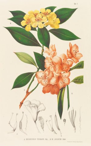 Annales musei botanici by Friedrich Anton Wilhelm Miquel Oil Painting