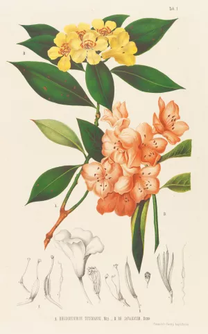 Annales musei botanici Oil painting by Friedrich Anton Wilhelm Miquel