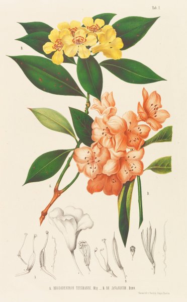 Annales musei botanici  by Friedrich Anton Wilhelm Miquel - Hand-Painted Oil Painting Reproduction