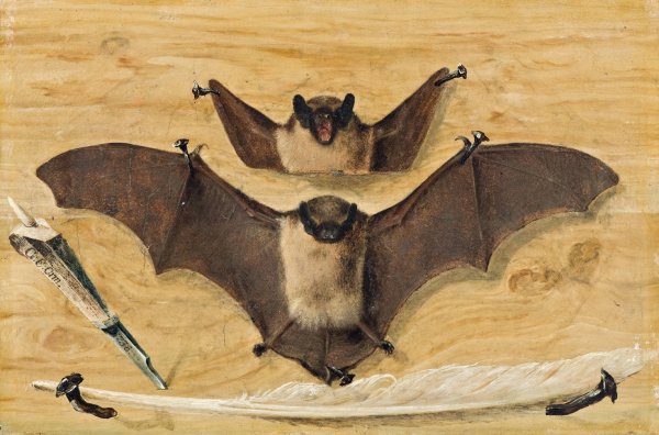 Trompe l'oeil Two bats nailed to a timber wall, knife and quill pen  by Gabriel Orm - Hand-Painted Oil Painting Reproduction