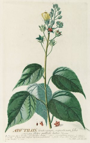 Abutilon by Georg Dionysius Ehret Oil Painting