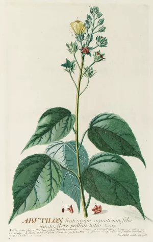 Abutilon Oil painting by Georg Dionysius Ehret